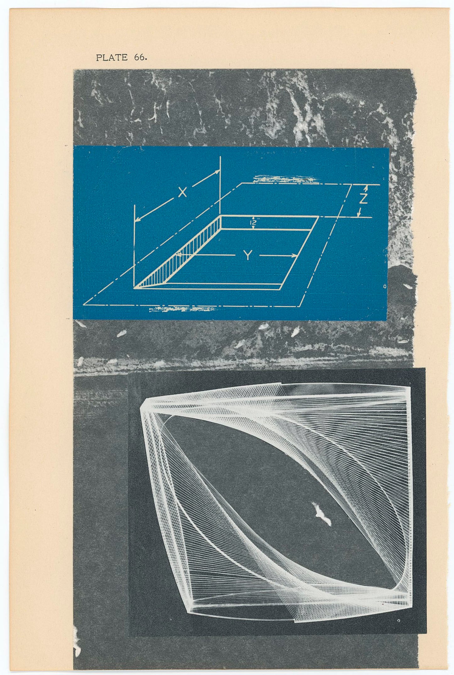 Lesley Finn, Shorebirds, Spotted