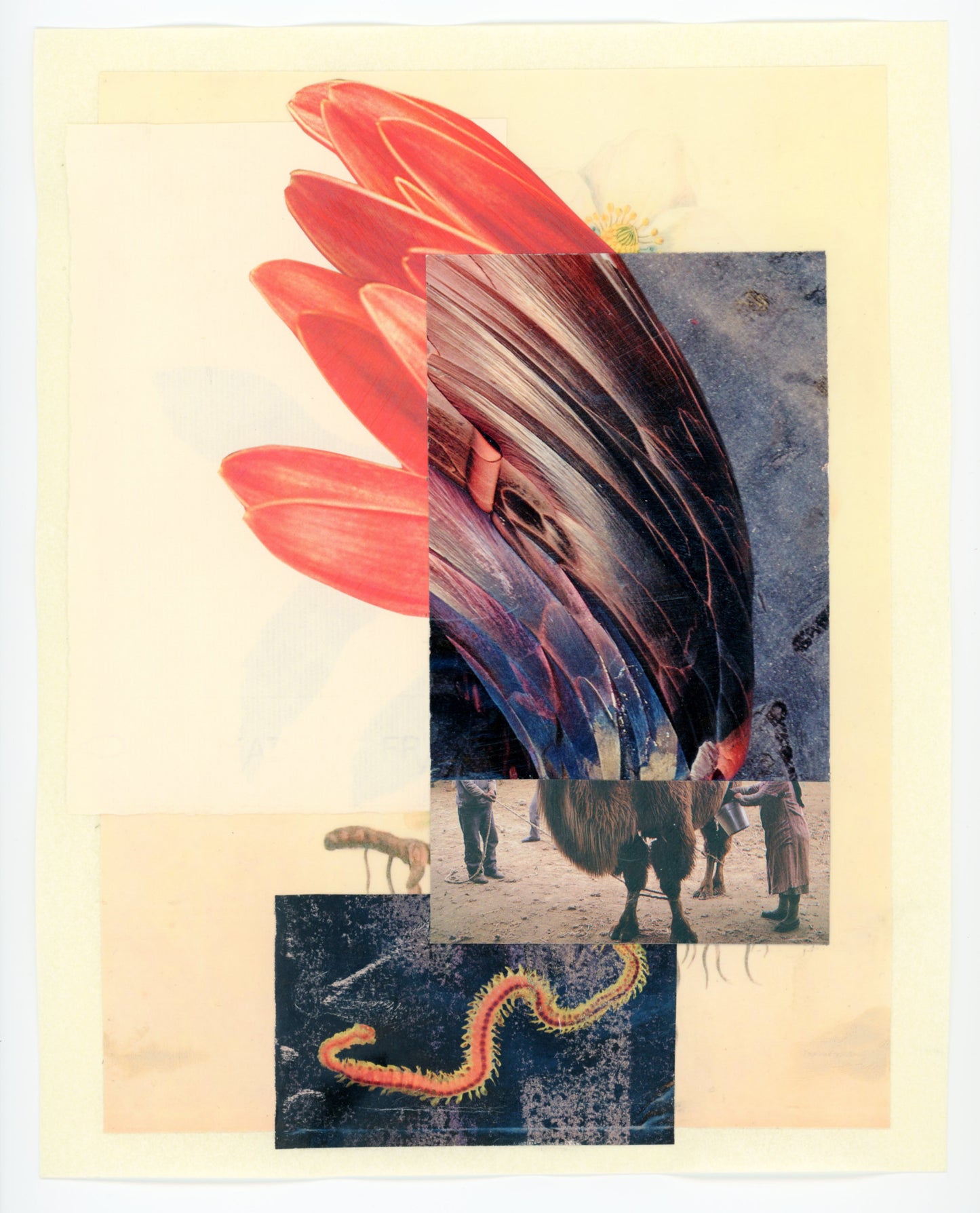 Lesley Finn, Worm Riddle