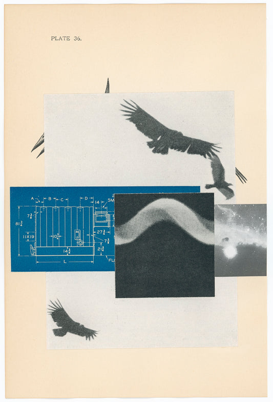 Lesley Finn, Blue Augury